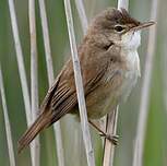 Rousserolle effarvatte